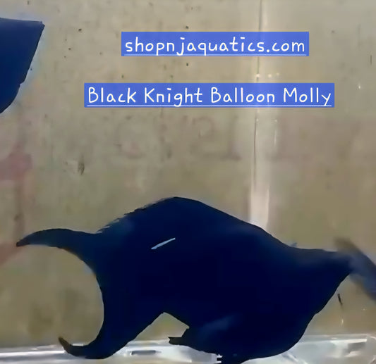 Black Knight Balloon Molly - Adults - Live Molly fish, USA seller.