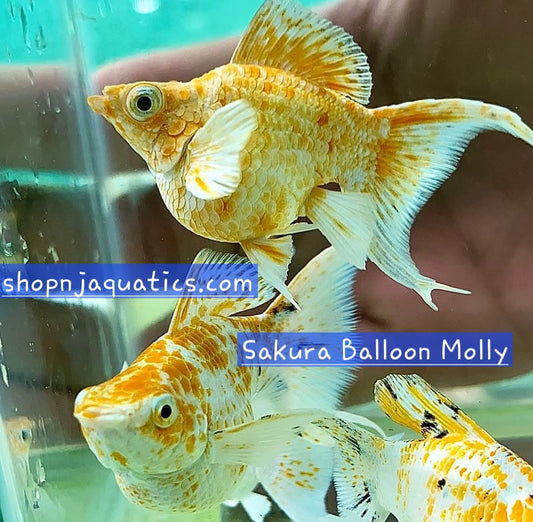 Sakura Balloon Molly - Adults - Live Molly fish, USA seller.