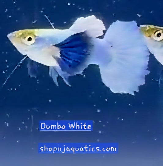 Dumbo White - Breeding Adult Live Guppy fish, USA seller.