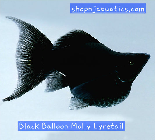Black Knight Balloon Molly - Adults - Live Molly fish, USA seller.