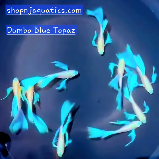 Dumbo Blue Topaz - Breeding Adult Live Guppy fish, USA seller.