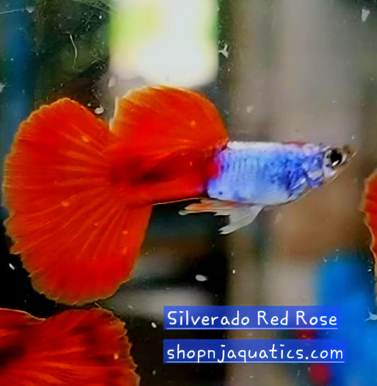Silverado Red Rose - Breeding Adult Live Guppy fish, USA seller.