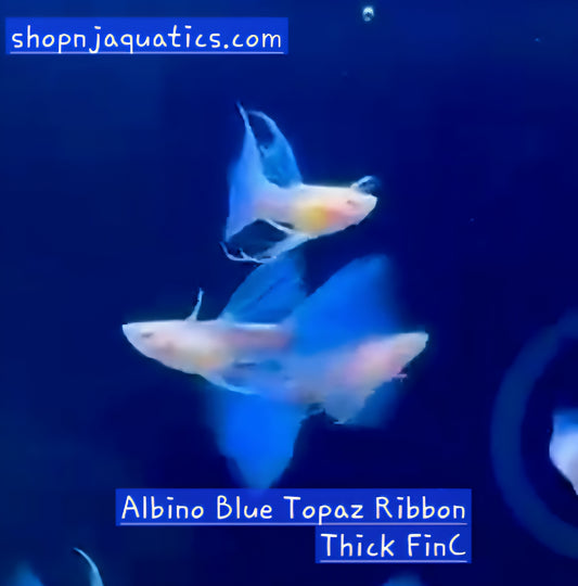 Albino Blue Topaz Ribbon Thick FinC - Breeding Adult Live Guppy fish, USA seller.