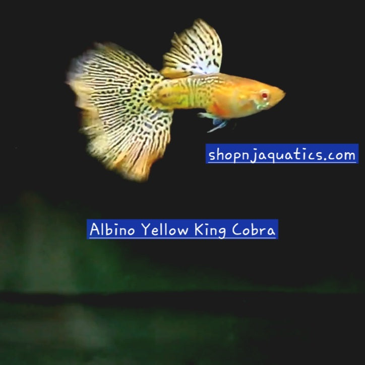 Rare - Albino Yellow King Cobra - Super High Quality