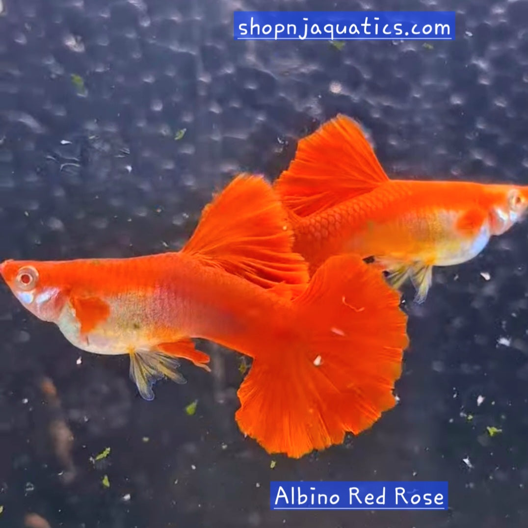 Rare - Albino Red Rose - Super High Quality