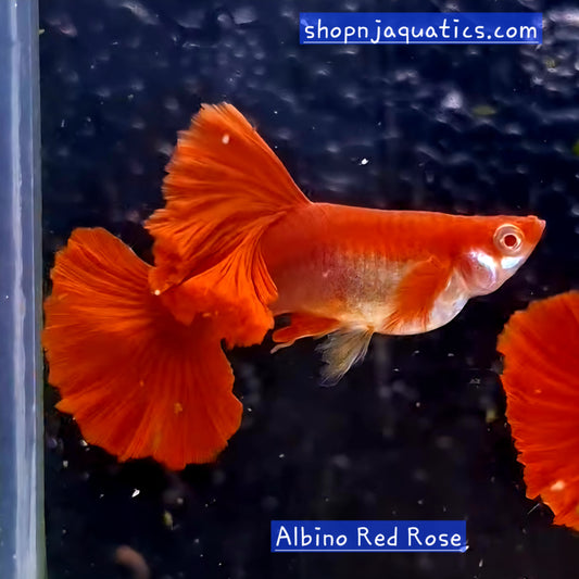 Rare - Albino Red Rose - Super High Quality