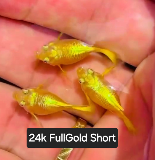 24k Fullgold Short Body - Adult pair - Live Guppy fish, USA seller.