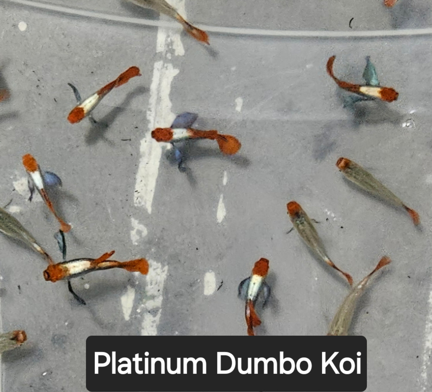 Dumbo Platinum Koi - Adult pair - Live Guppy fish, USA seller.