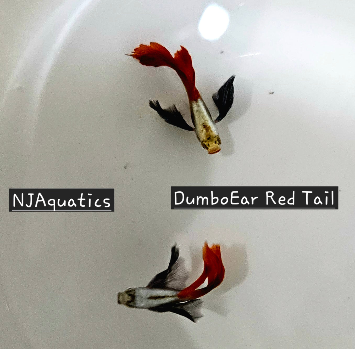 Platinum Dumbo Redtail - Adult pair - Live Guppy fish, USA seller.