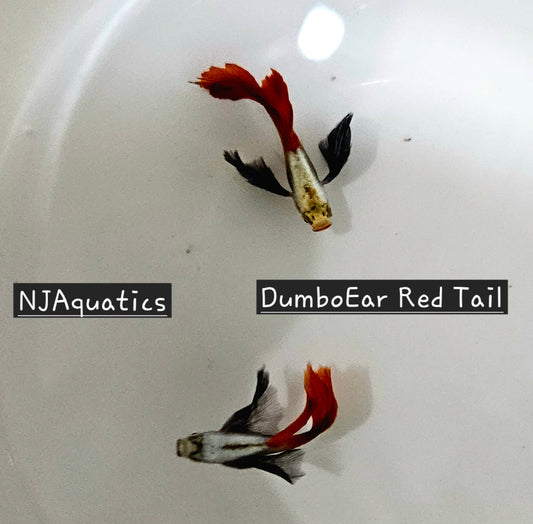 Platinum Dumbo Redtail - Adult pair - Live Guppy fish, USA seller.