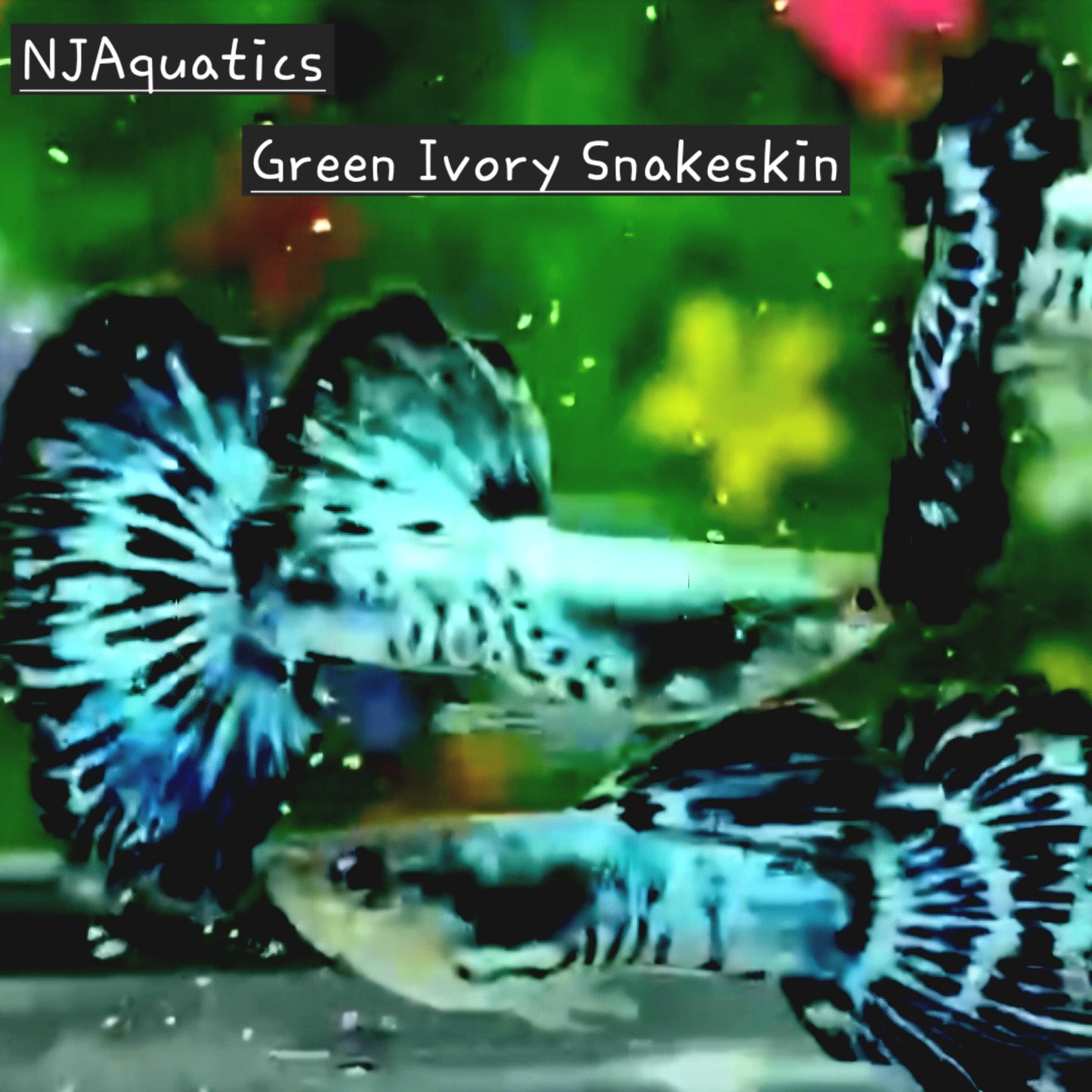 Green Ivory Snakeskin - Adult pair - Live Guppy fish, USA seller.