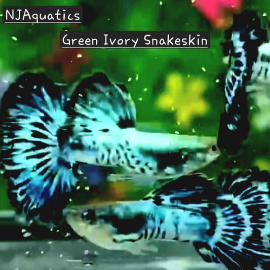 Green Ivory Snakeskin - Adult pair - Live Guppy fish, USA seller.