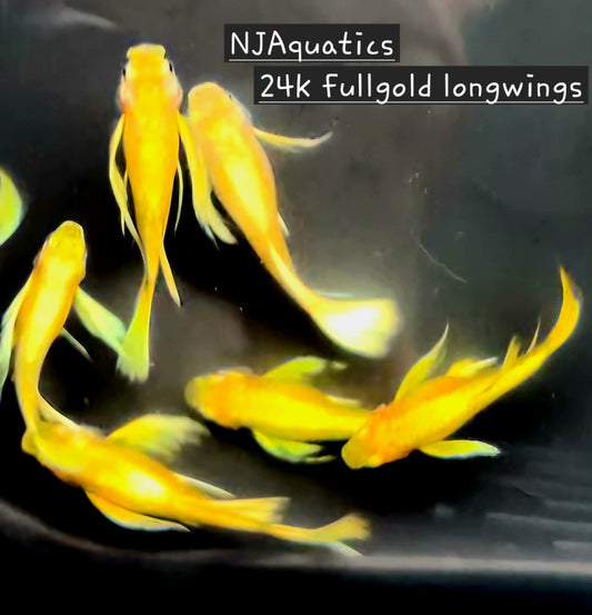 24k Fullgold Ribbon Longfin - Adult pair - Live Guppy fish, USA seller.