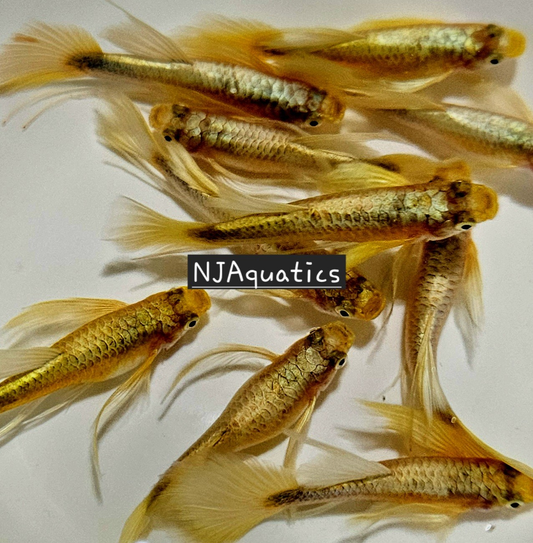 24k Fullgold Ribbon Longfin - Adult pair - Live Guppy fish, USA seller.