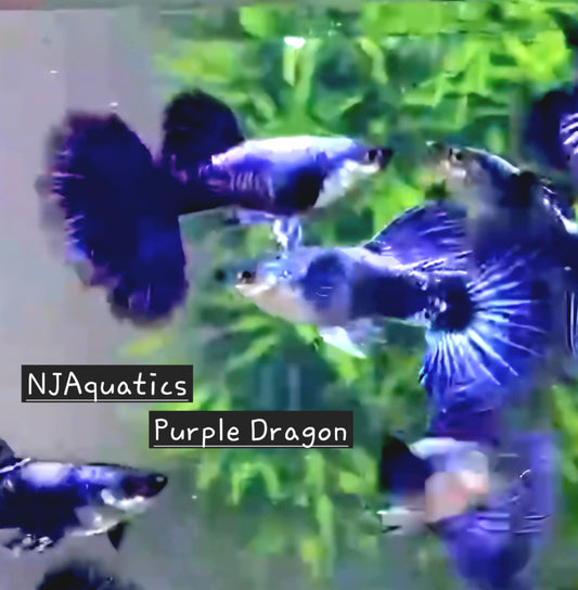 Purple Dragon - Adult pair - Live Guppy fish, USA seller.