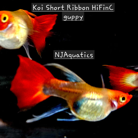 Koi Short Ribbon - Adult pair - Live Guppy fish, USA seller.